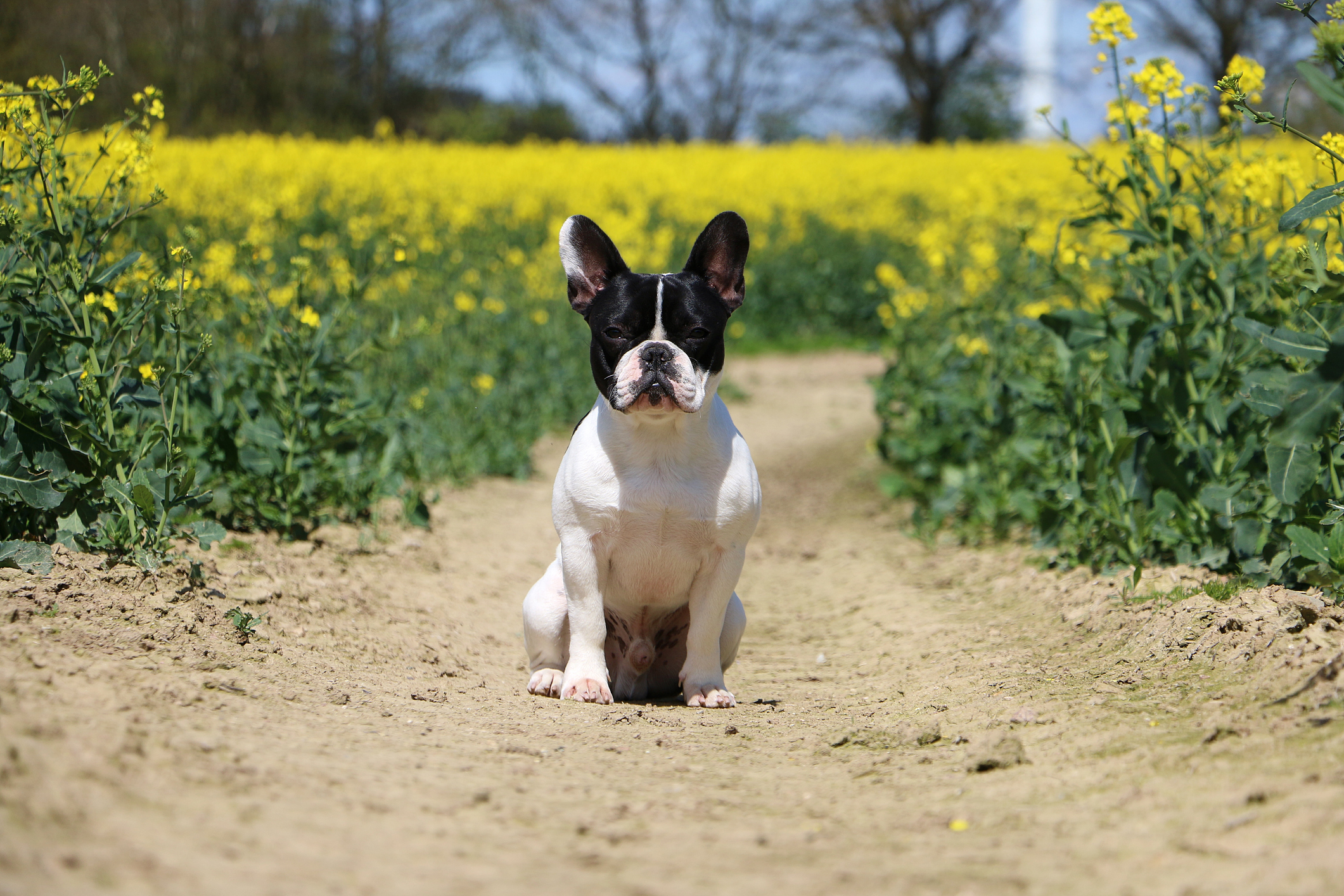 perros naturaleza