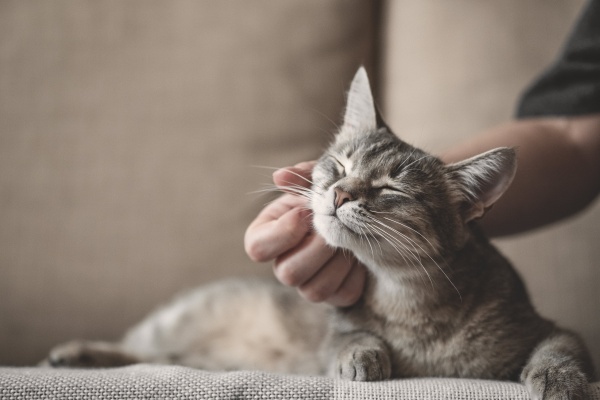 gato siendo acariciado