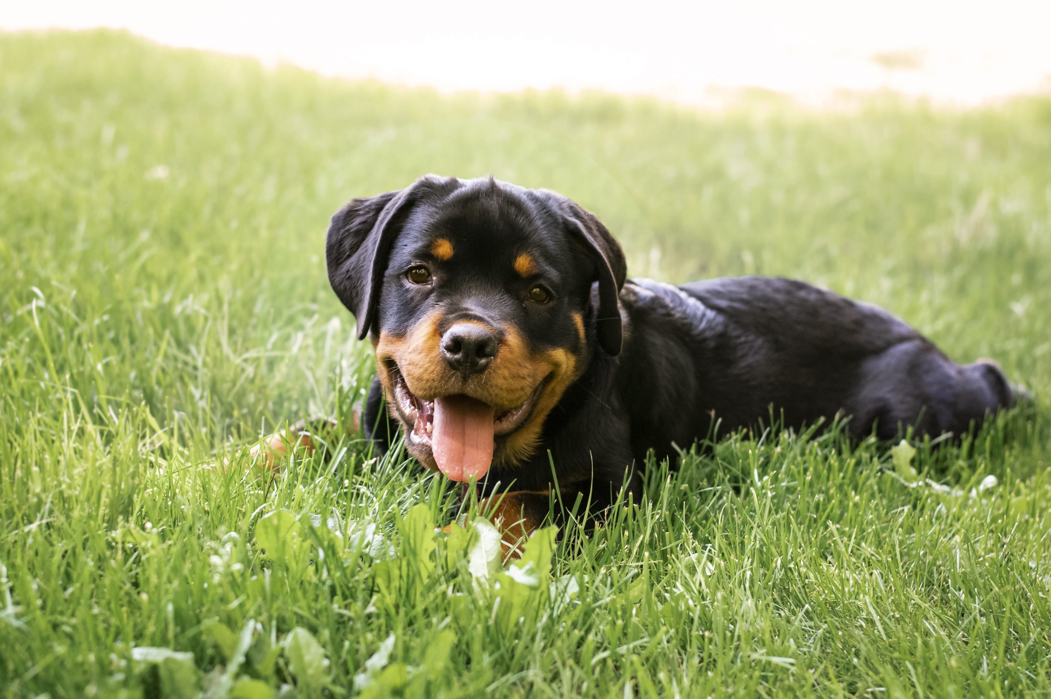 perro parque