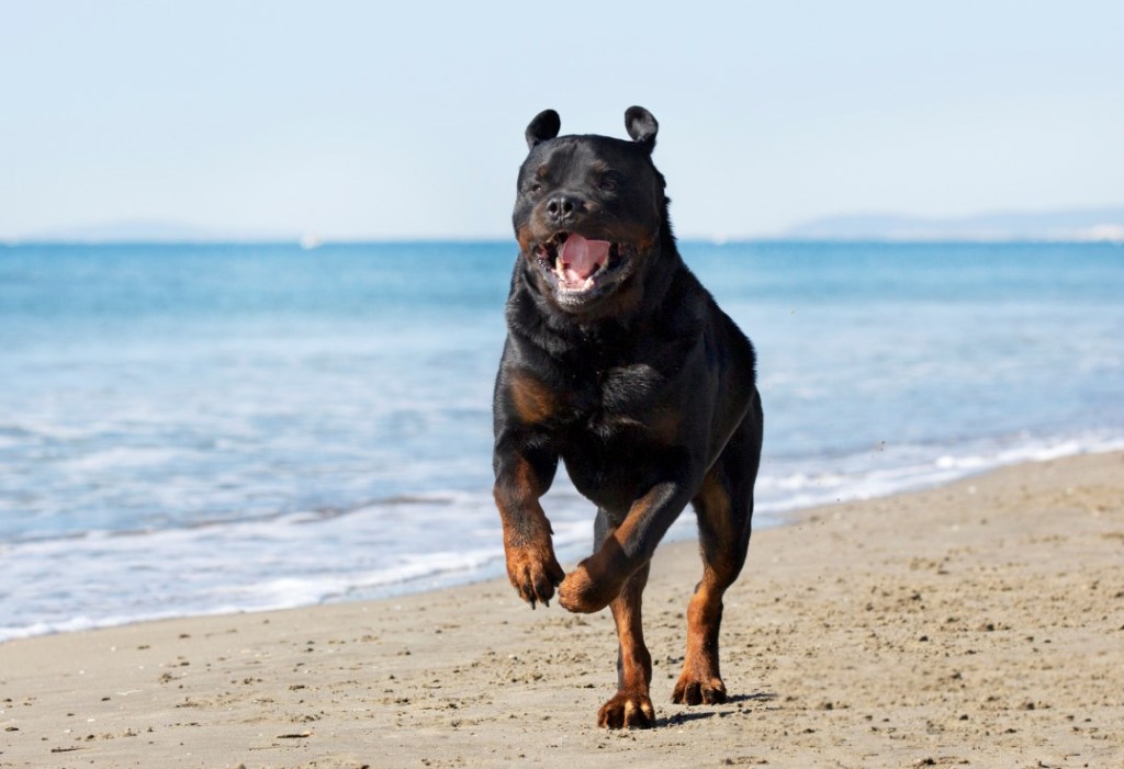 Rottweiler  en la playa