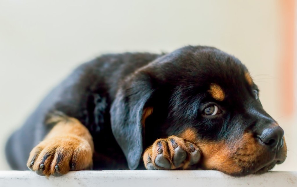 Rottweiler cachorro