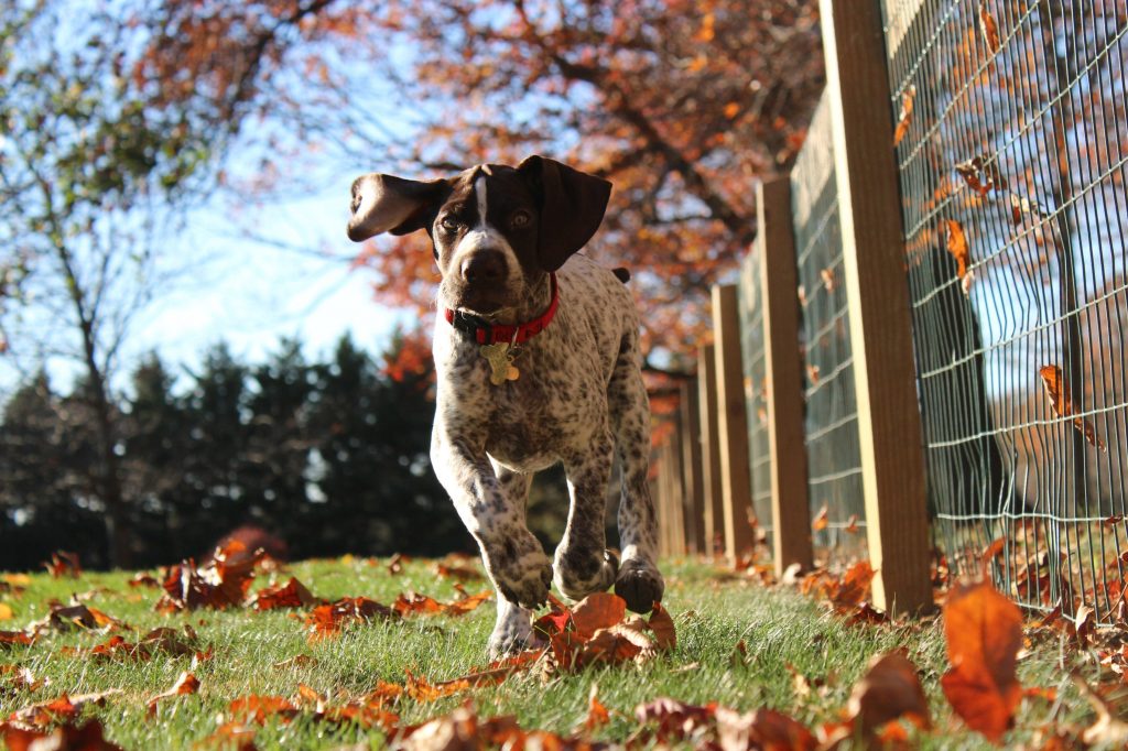 Perro deporte exterior