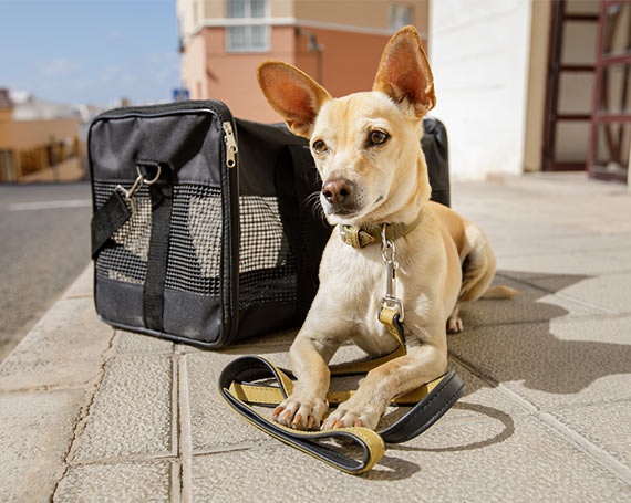 transportines perro amarillo