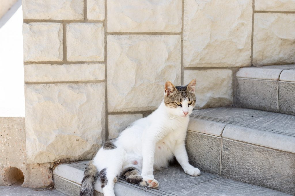 etapa de la gestación gatos