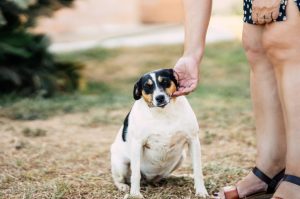 cuidados perros obesos