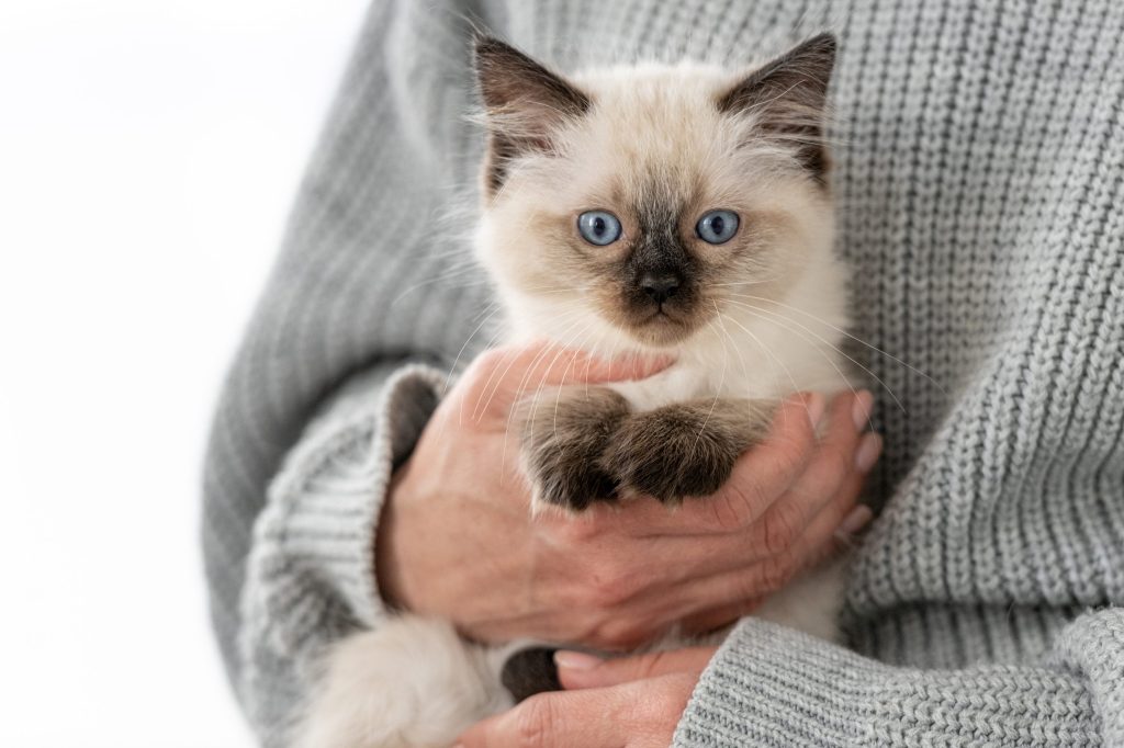 Úlceras corneales en gatos