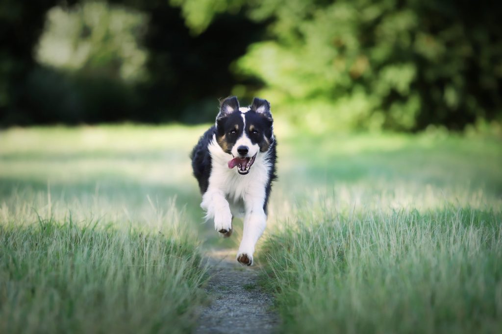 actividades para la salud canina