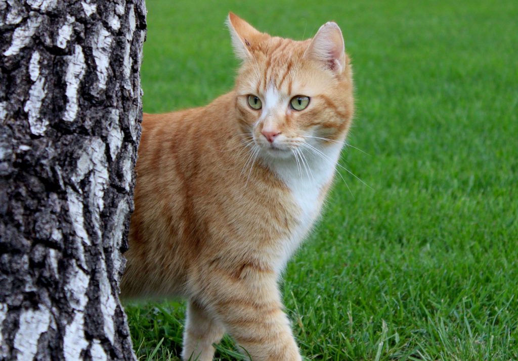 Ejercicios para gatos obesos