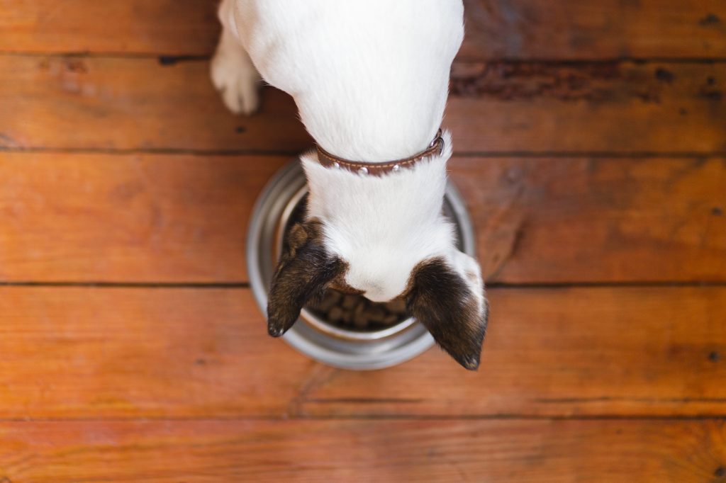 comida perro