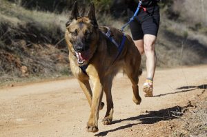 canicross perros