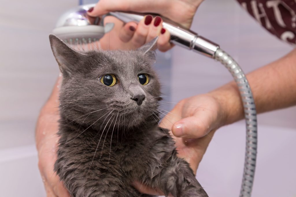 baño del gato en casa