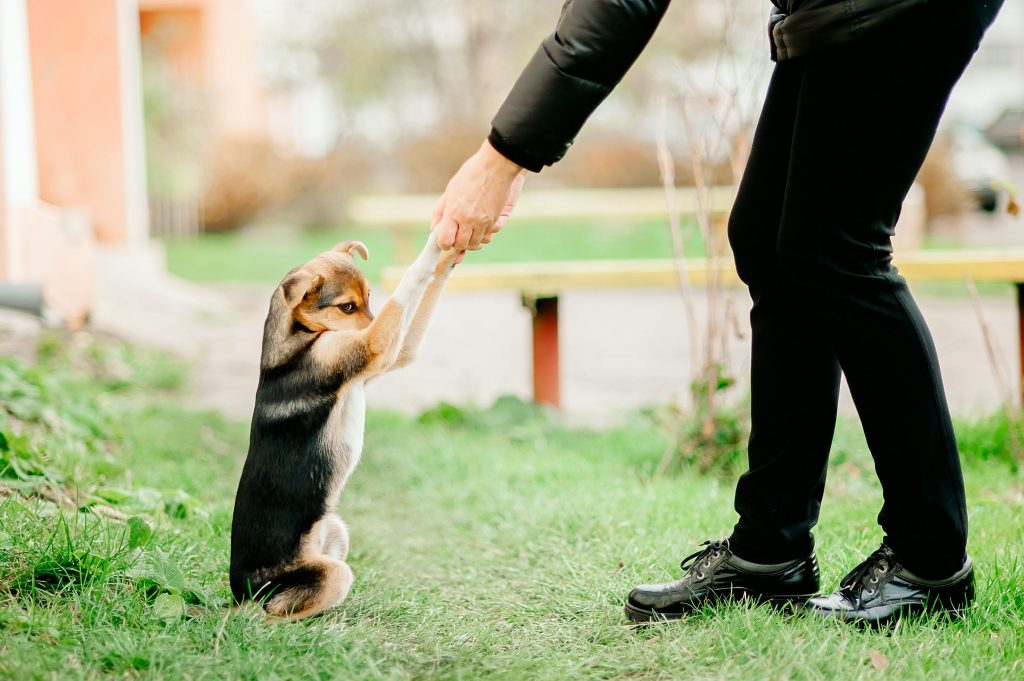 perro miedoso