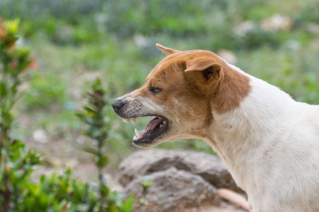 perro agresivo