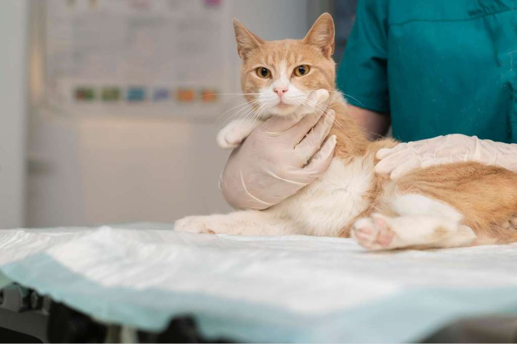 llevar a tu gato al veterinario