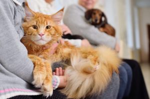 gato al veterinario