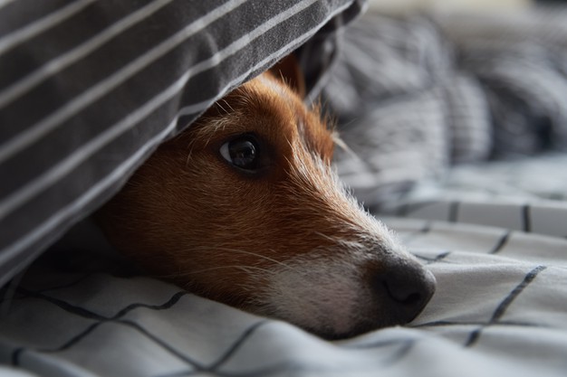 perro con depresión