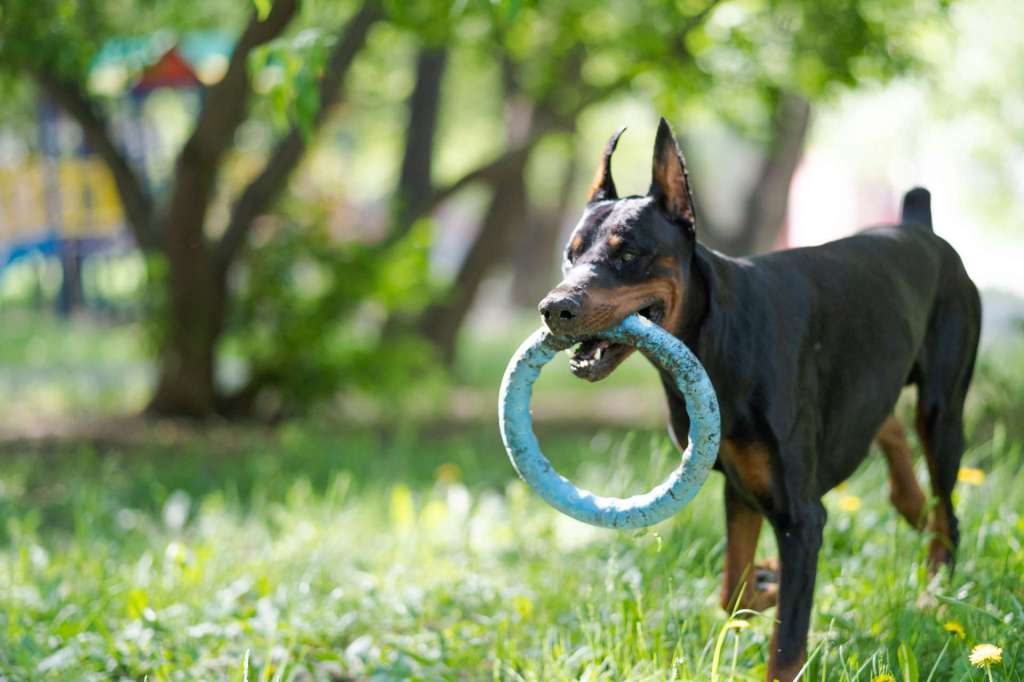 perros guardianes