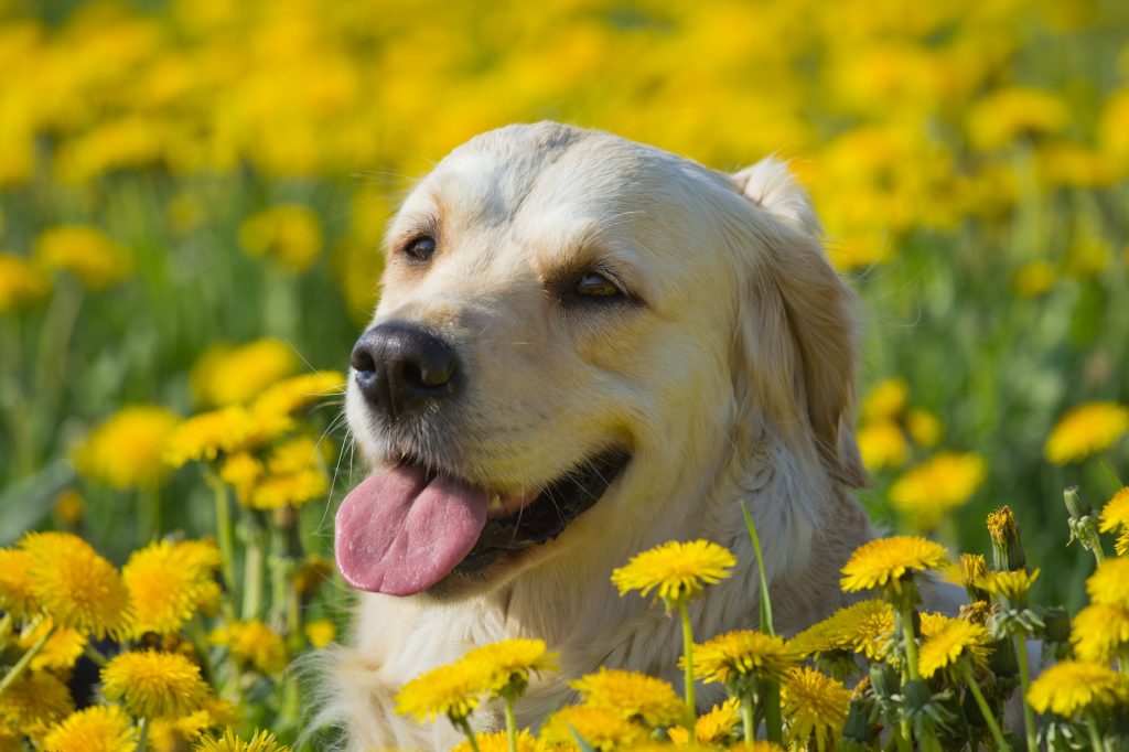 pelo perro 