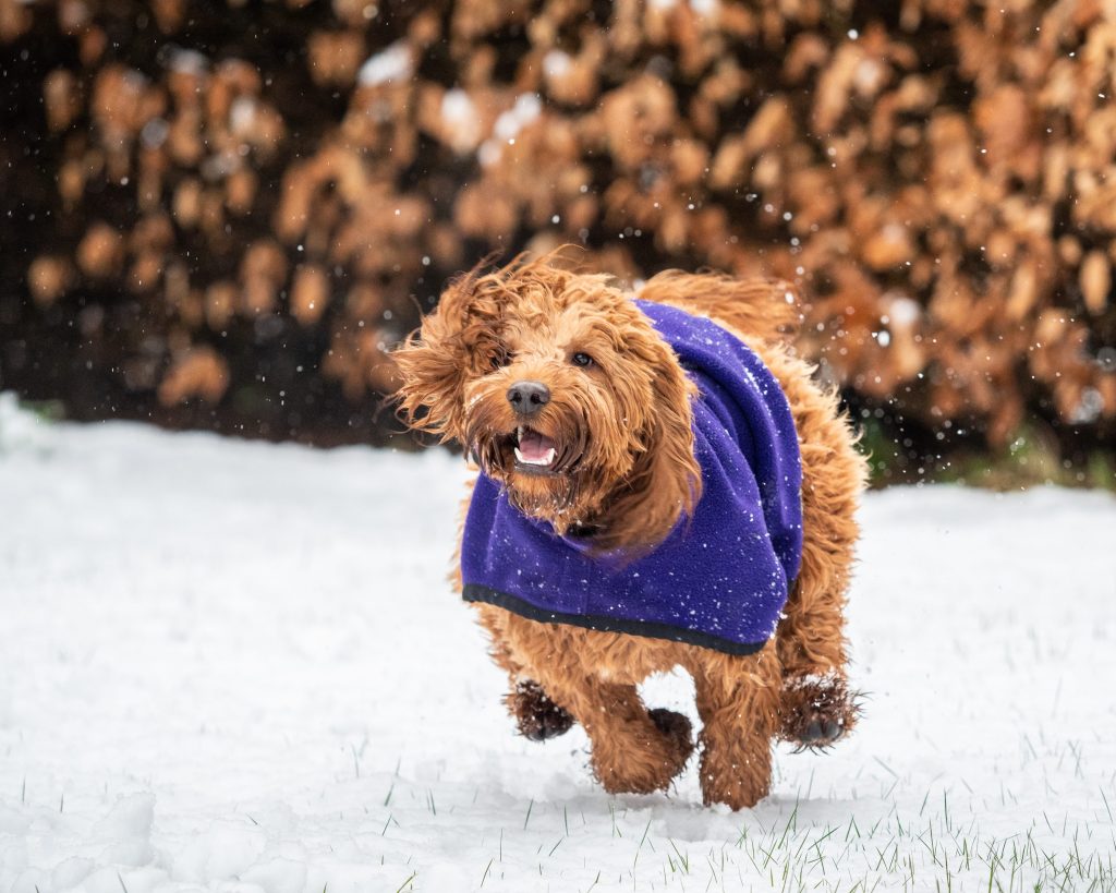 pelo largo de perro invierno