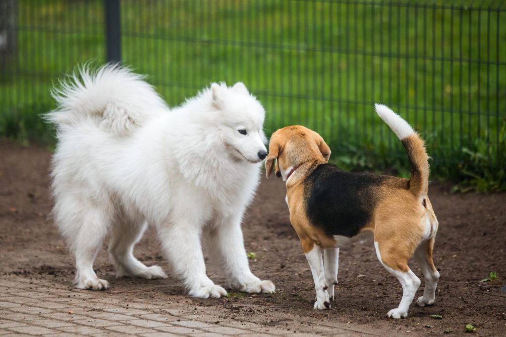 perro gruñendo a otros