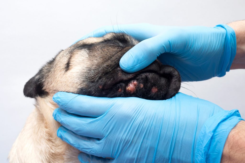 dermatitis perros