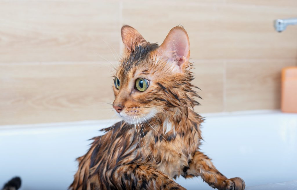 baño del gato