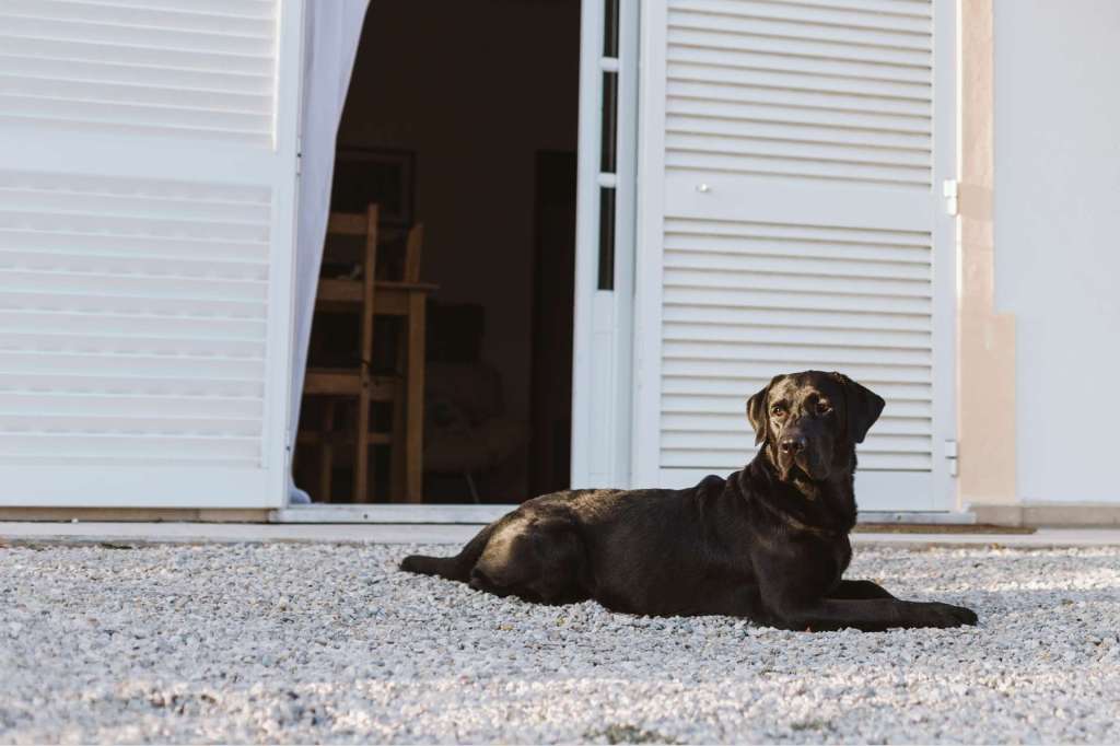 perros guardianes