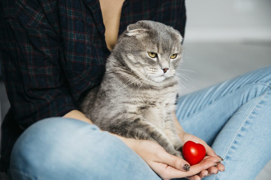 llevar gato al veterinario