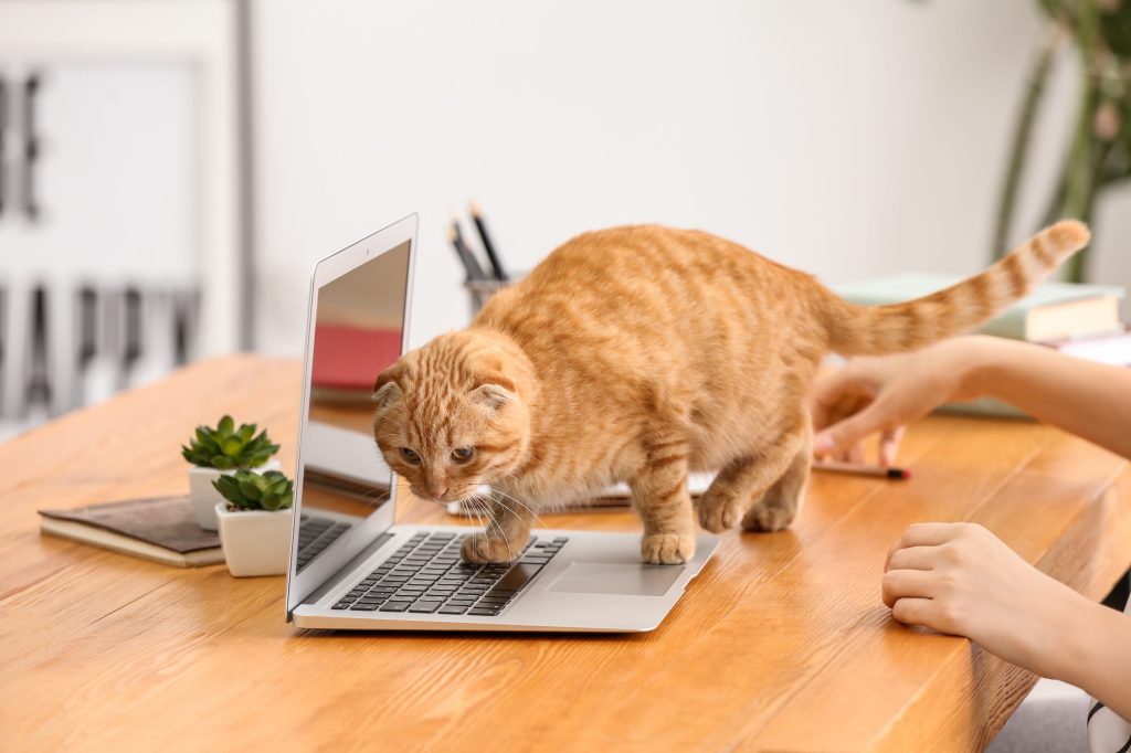 teletrabajo gato