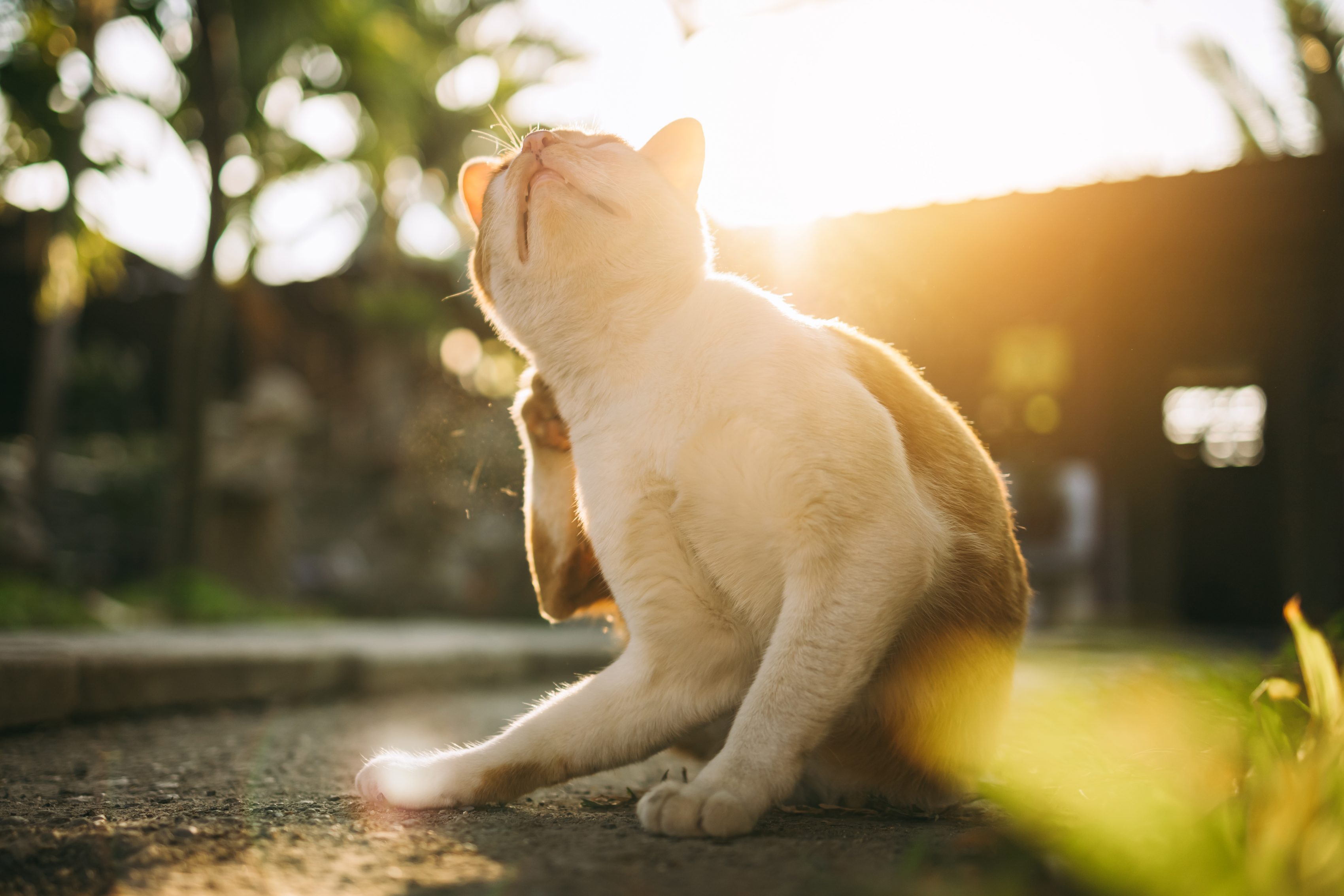 sarna en gatos tratamiento