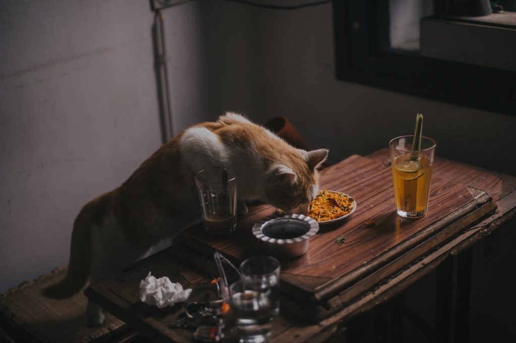 el chocolate es veneno para los gatos