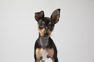 perro pequeño chihuahua