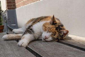 Agotamiento por calor del gato