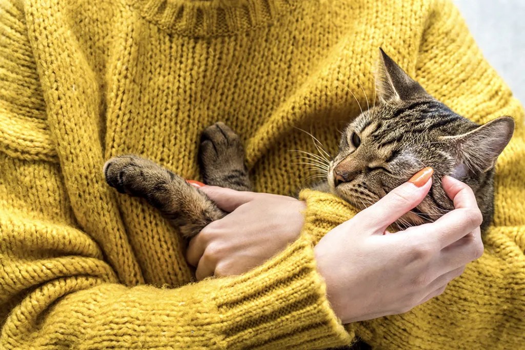 Retrato de un gato en manos del dueño. Garrapatas en gatos