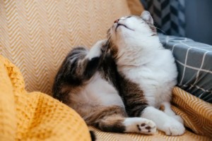 Un gato gris se rasca con una pata mientras está sentado en un sillón.