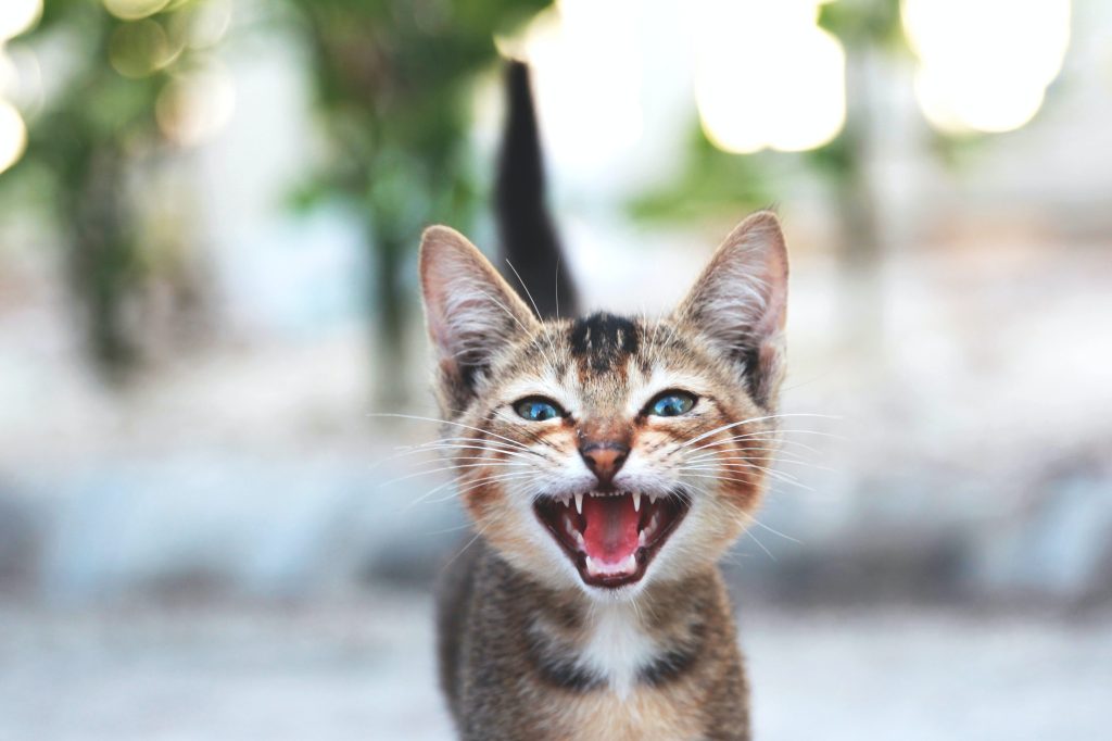 maullido de gato 