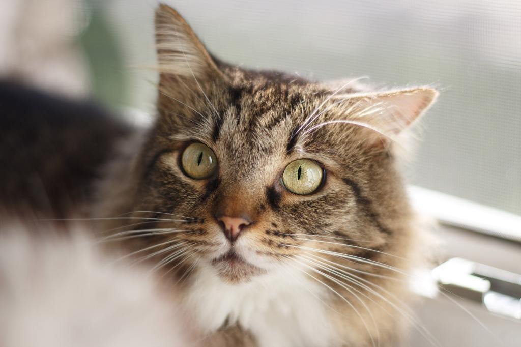 sindrome de maullido de gato  