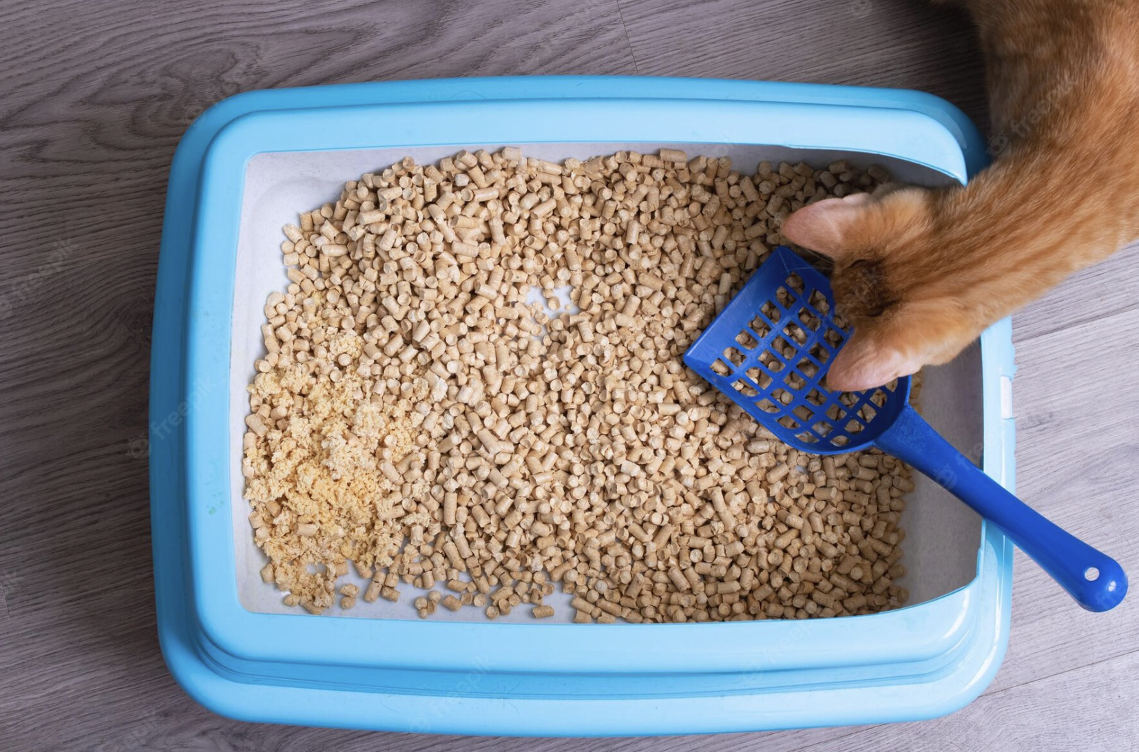 arenero para gato