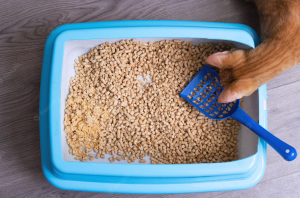 arenero para gato