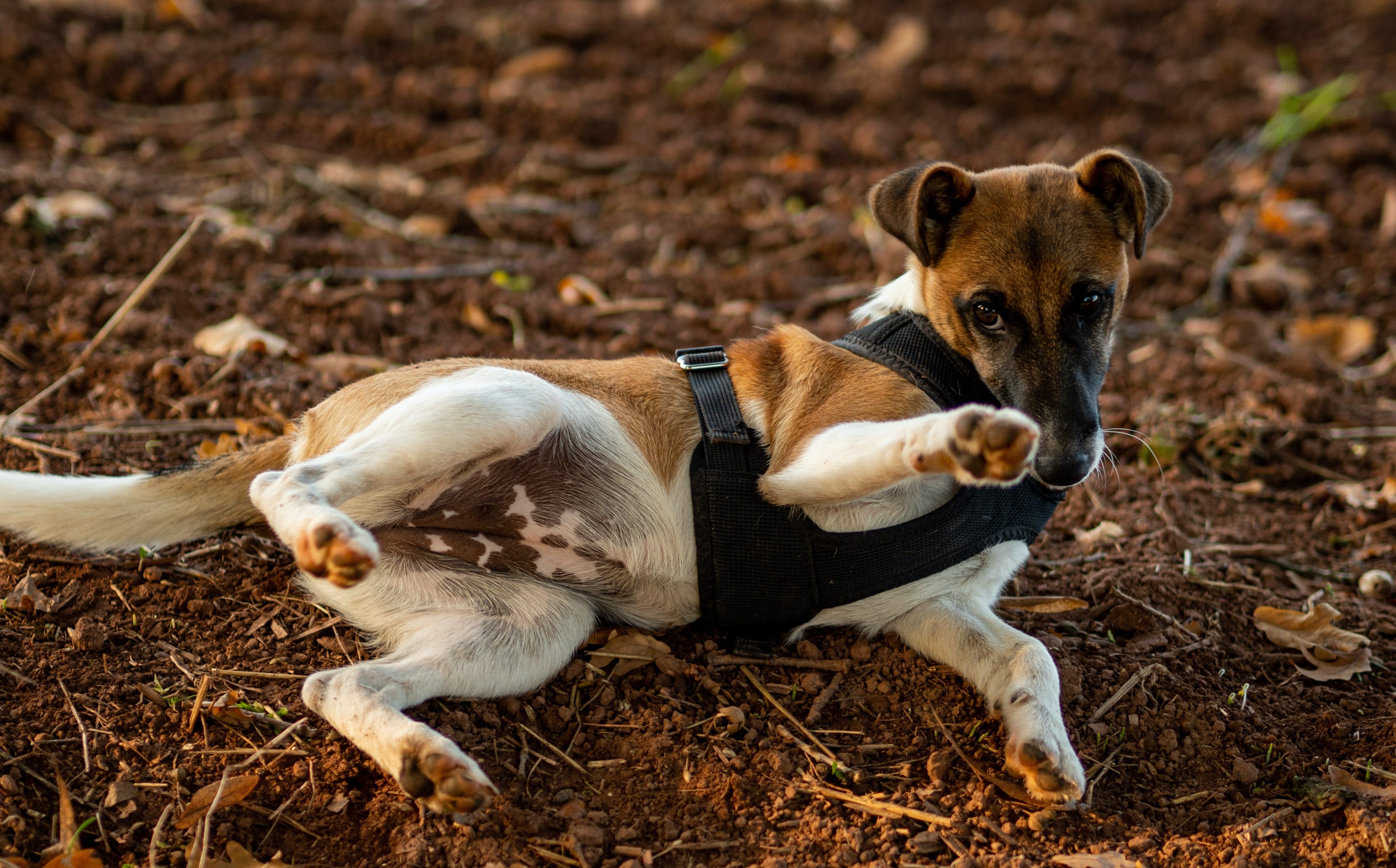 pienso para perros esterilizados