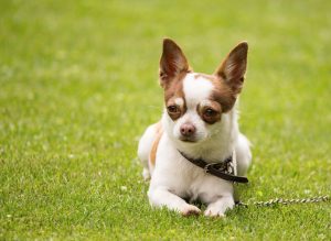 como quitarle las pulgas a un perro