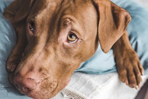 El clima puede afectar a tu mascota más de lo que crees.