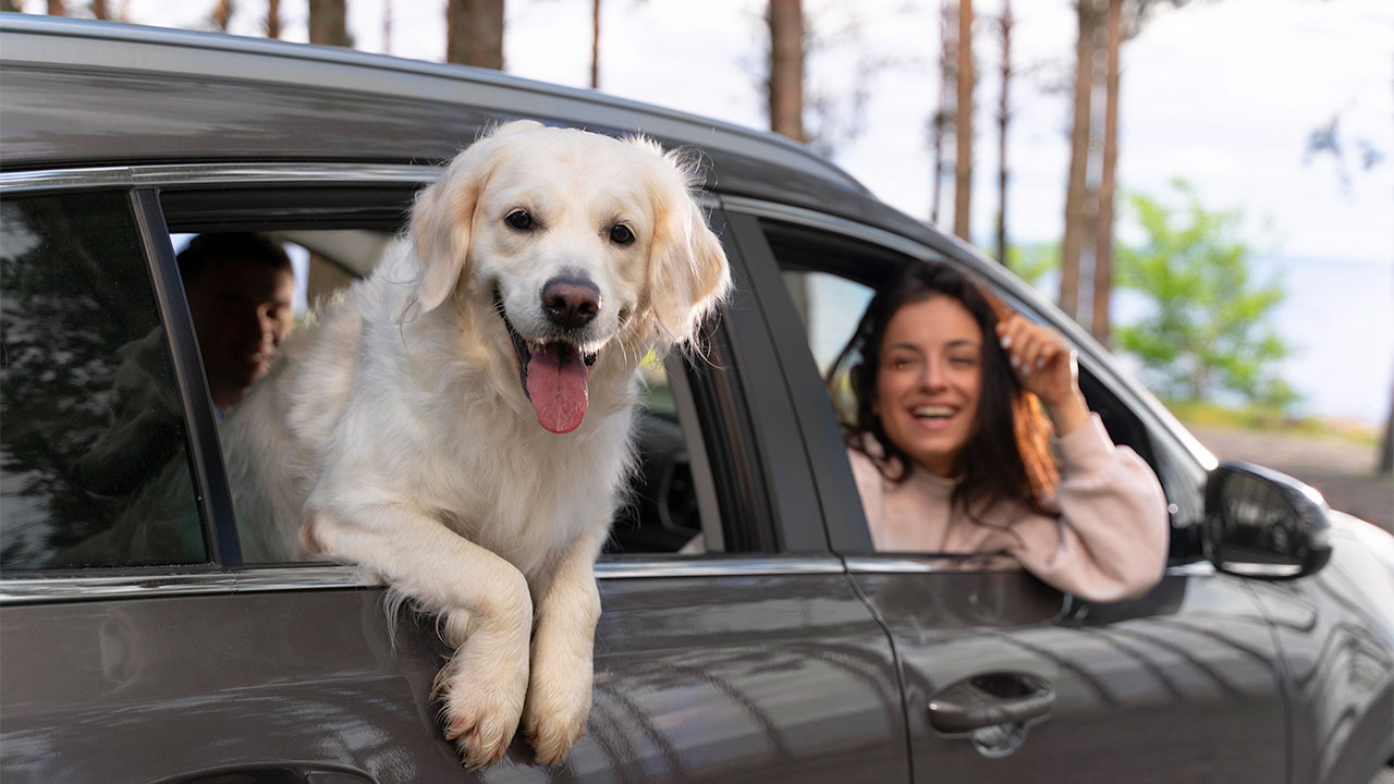 Viajar con mascotas